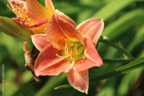 orange lily flower