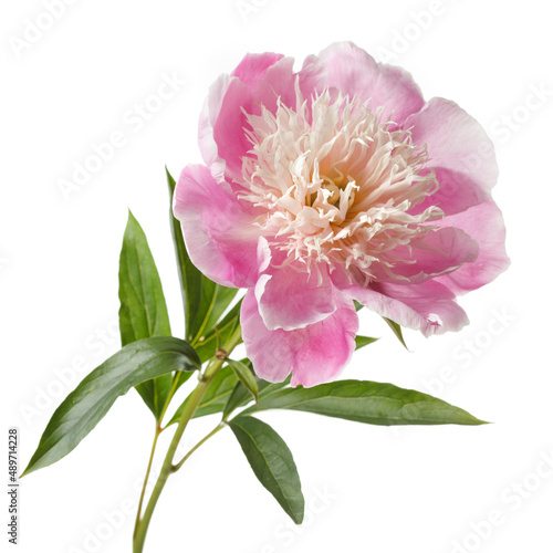 Delicate pink peony flower isolated on a white background.