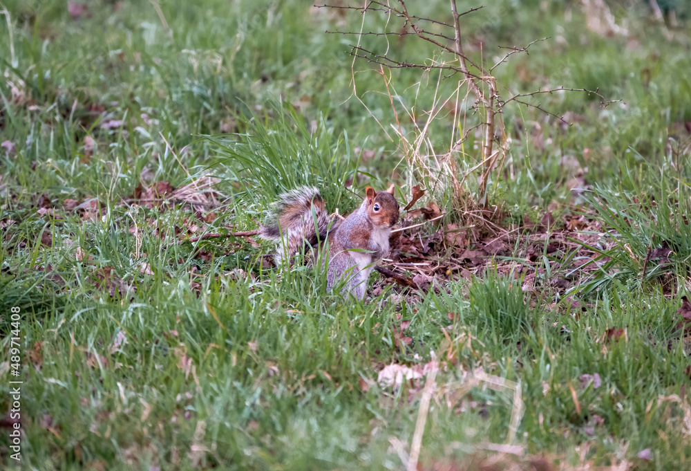 Fototapeta premium a grey squirrel (Sciurus carolinensis) searching out seeds and nuts, ground feeding