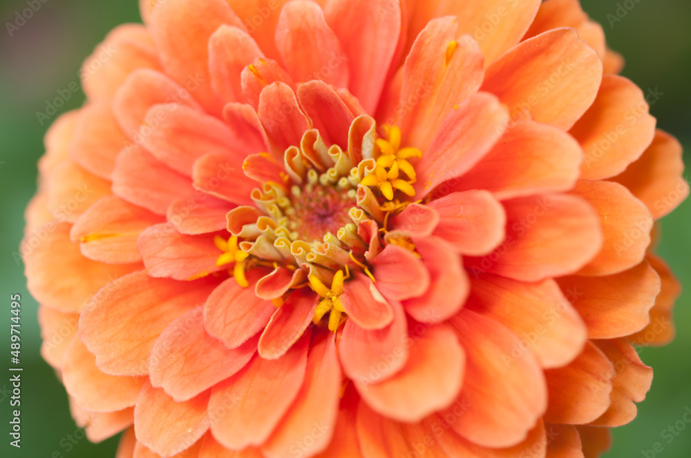 Fototapeta premium orange Zinnia blossom up close