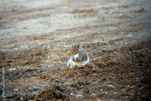a grey squirrel (Sciurus carolinensis) searching out seeds and nuts, ground feeding
