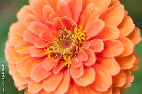 orange Zinnia blossom up close