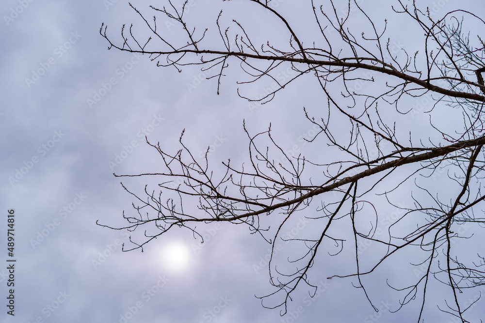 Sun covered by clouds between the bare branches of an oak tree. Sun covered by clouds between the bare branches of an oak tree.