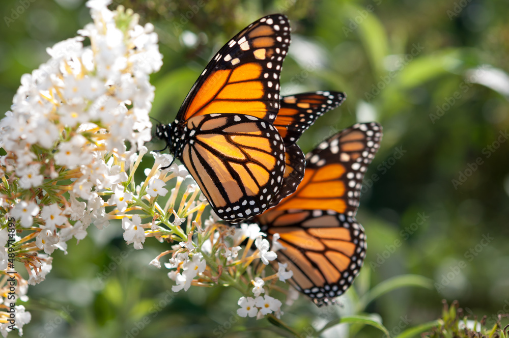 Obraz premium monarch butterflies on a Buddleja davidii flower