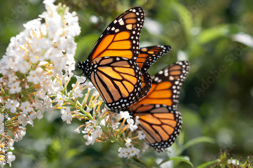 monarch butterflies on a Buddleja davidii flower