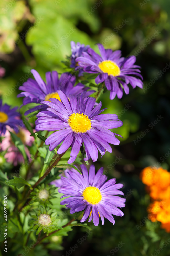 Obraz premium Symphyotrichum novi-belgii (new york aster)