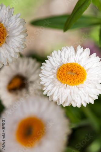 Xerochrysum blossoms up close