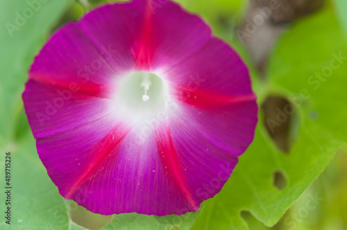 magenta Morning glory close up photo