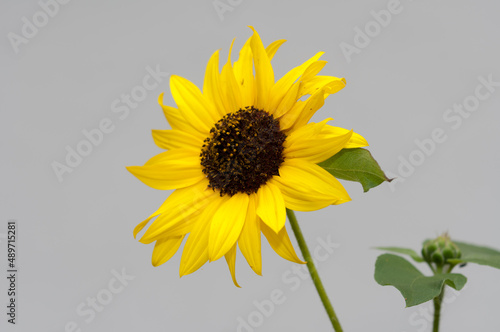 gray blank space and sunflower photo
