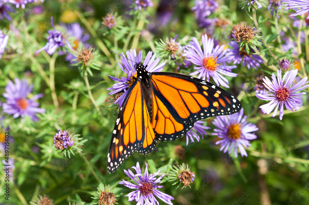 Fototapeta premium Danaus plexippus or Monarch butterfly on aster blossoms