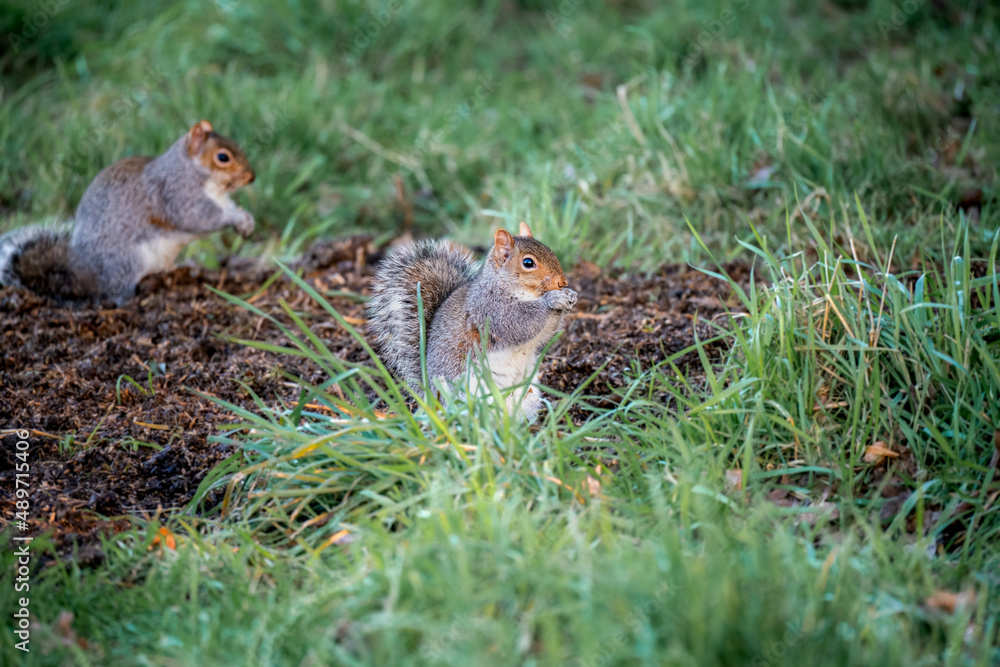 two grey squirrels (Sciurus carolinensis) searching out seeds and nuts, ground feeding two grey squirrels (Sciurus carolinensis) searching out seeds and nuts, ground feeding