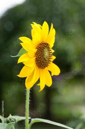 Helianthus or sunflower on a green background photo