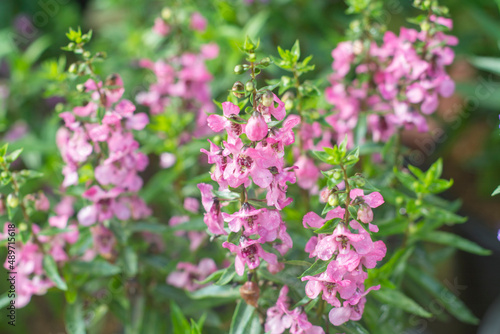 Blur focus pink flower is a beautiful in the garden.