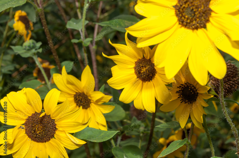 Obraz premium yellow wildflowers in the park