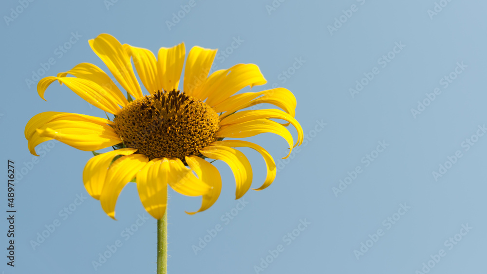 isolated Helianthus or sunflower against a clear but pale blue sky isolated Helianthus or sunflower against a clear but pale blue sky