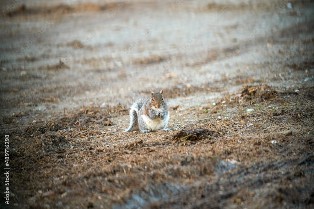 a grey squirrel (Sciurus carolinensis) searching out seeds and nuts, ground feeding a grey squirrel (Sciurus carolinensis) searching out seeds and nuts, ground feeding
