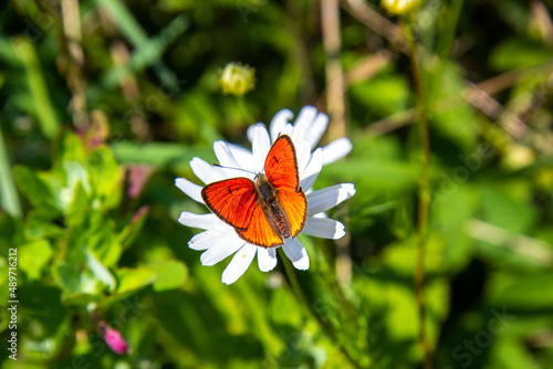 Butterfly on a flower