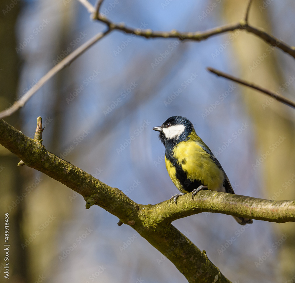 Fototapeta premium great tit (Parus major) bird on branch