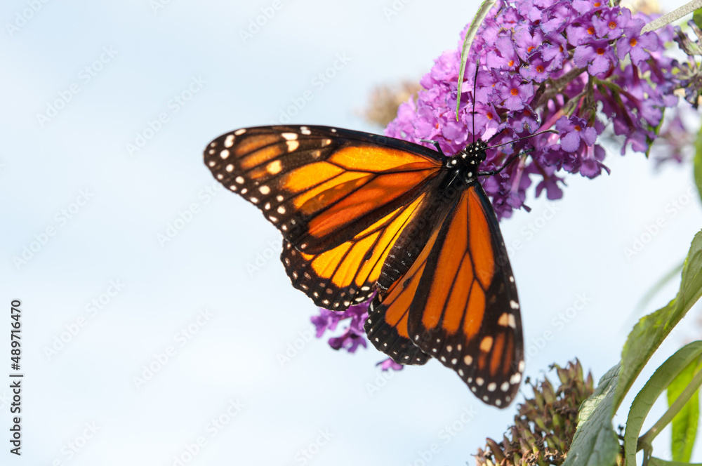 Obraz premium Danaus plexippus or Monarch butterfly set against a blue sky