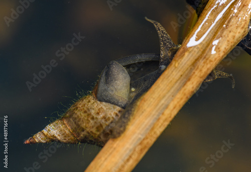 great pond snail (Lymnaea stagnalis) in water on reed photo