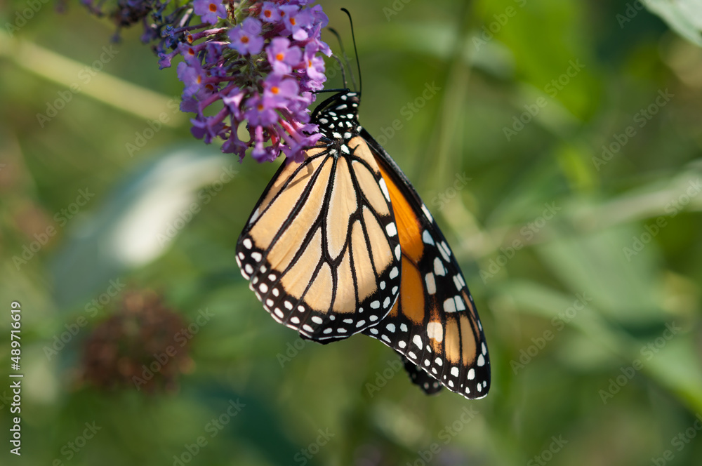 Danaus plexippus or Monarch butterfly in sunlight Danaus plexippus or Monarch butterfly in sunlight