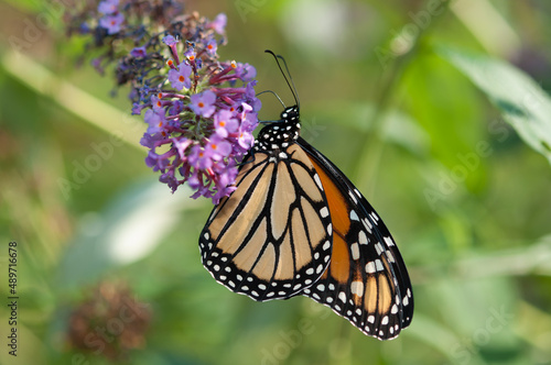 Danaus plexippus or Monarch butterfly clinging to the end of a Buddleja davidii blossom © eugen