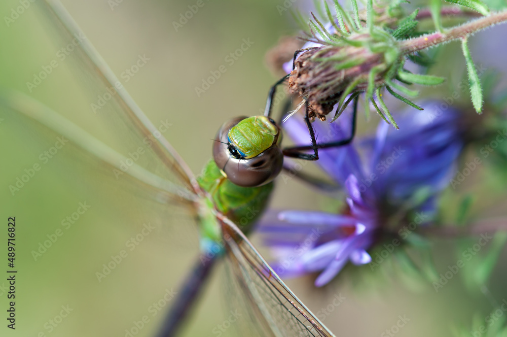 female green darner close up - head/face female green darner close up - head/face