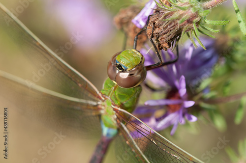 female green darner close up of face (with body and wings visible)