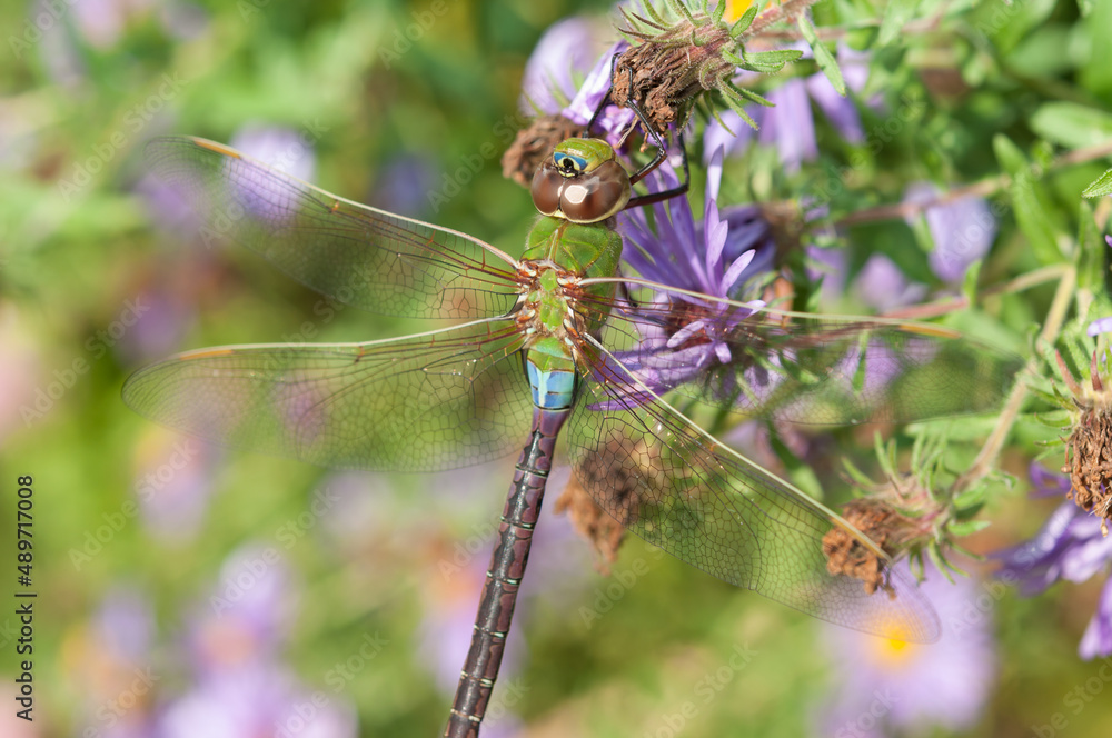 female green darner close up with flowers female green darner close up with flowers