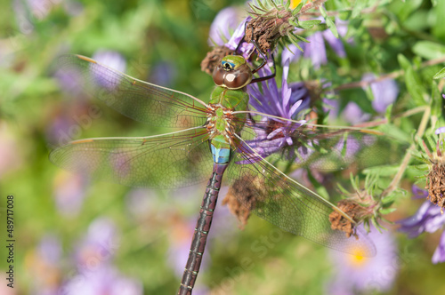 female green darner close up with flowers