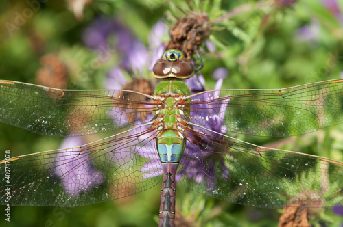 female green darner on aster photo