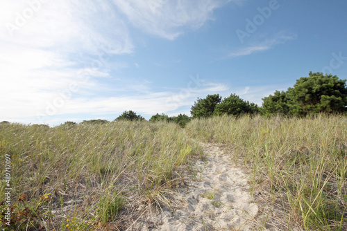 Tall grass beach path with blue sky