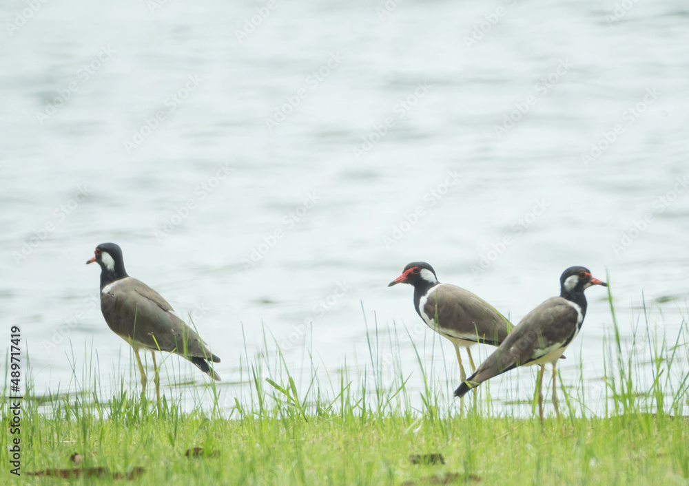 Red-Wattled Lapwing