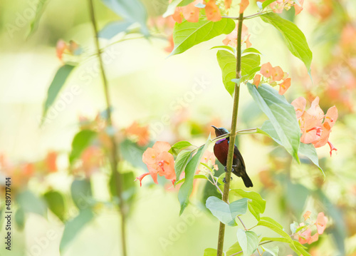 Van Hasselt’s Sunbird