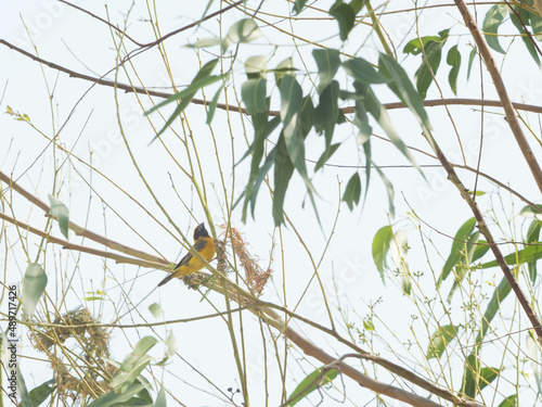 Asian Golden Weaver