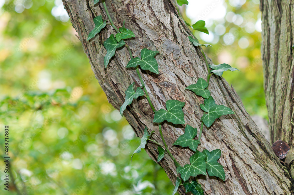 Obraz premium tree trunk with leaves