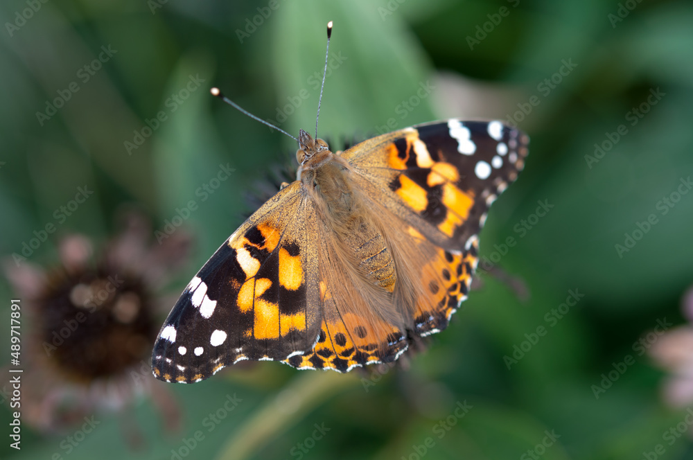 Vanessa cardui or commonly Vanessa cardui or commonly