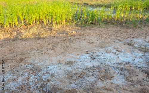 saline soil