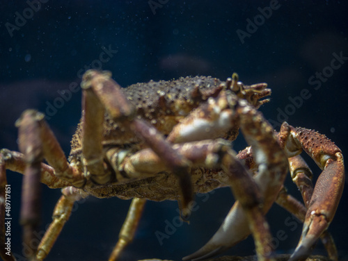 close up of a crab in a sea