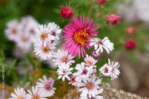 wild pink asters in the park