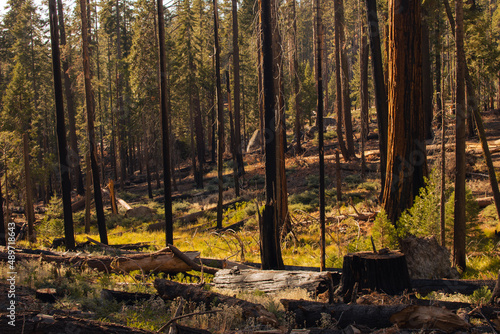 Autumnal natural landscape from Yosemite National Park, California, United States