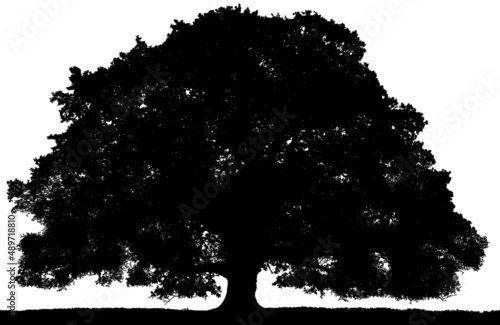 Black vector image of a silhouette of a large tree in summer, isolated on a white background.
