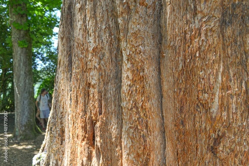 Sequoiadendron giganteum photo
