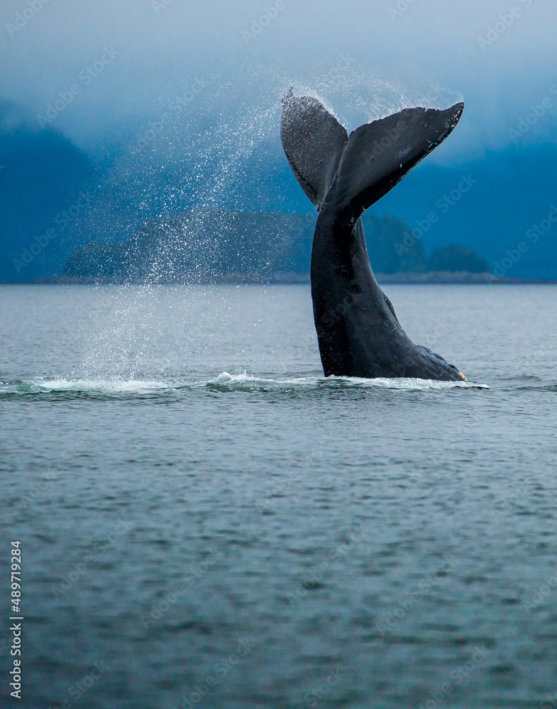 Whale Fluke, Southeast Alaska, Juneau - obrazy, fototapety, plakaty 