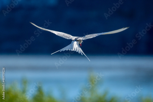 Arctic Tern  Mendenhall Glacier  Juneau  Alaska