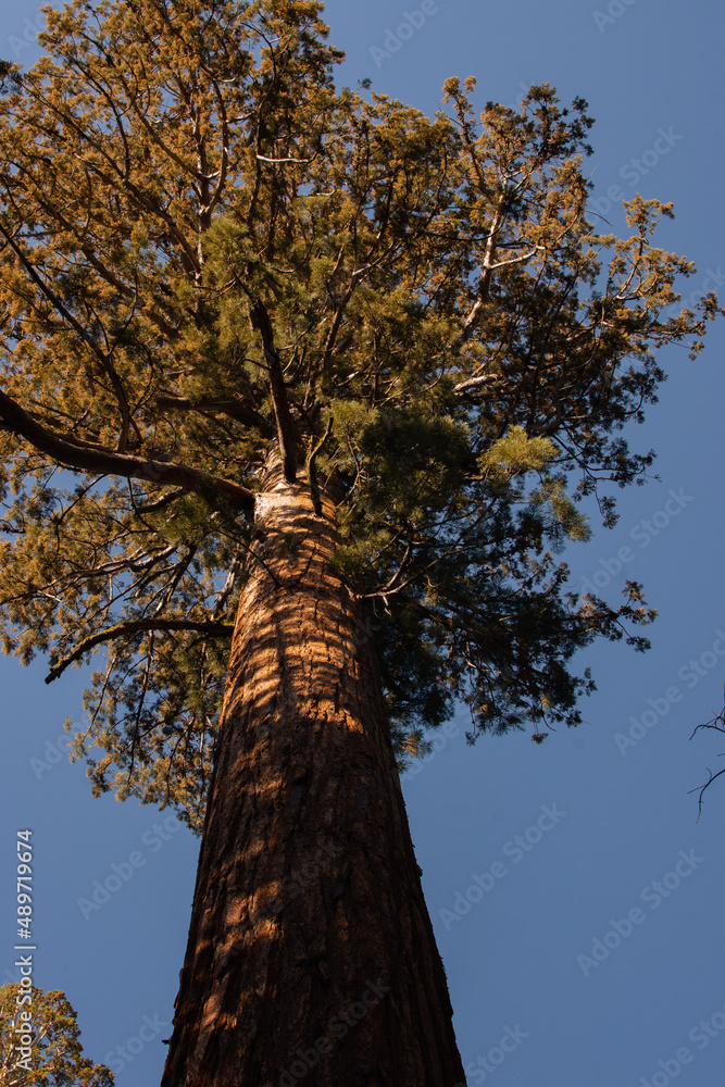 Fototapeta premium Autumnal natural landscape from Yosemite National Park, California, United States