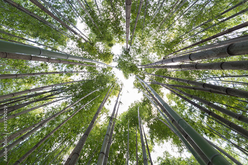 Wide angle shot of a bamboo forest with motion blur caused by strong wind.