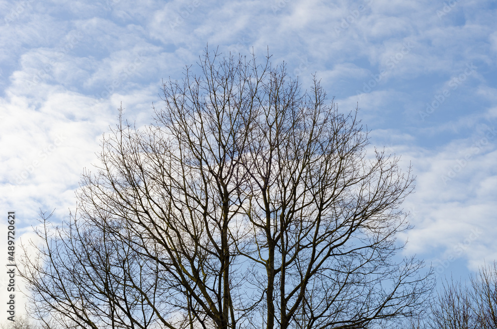 Bare tree in Winter with branches in silhouette against sky Bare tree in Winter with branches in silhouette against sky