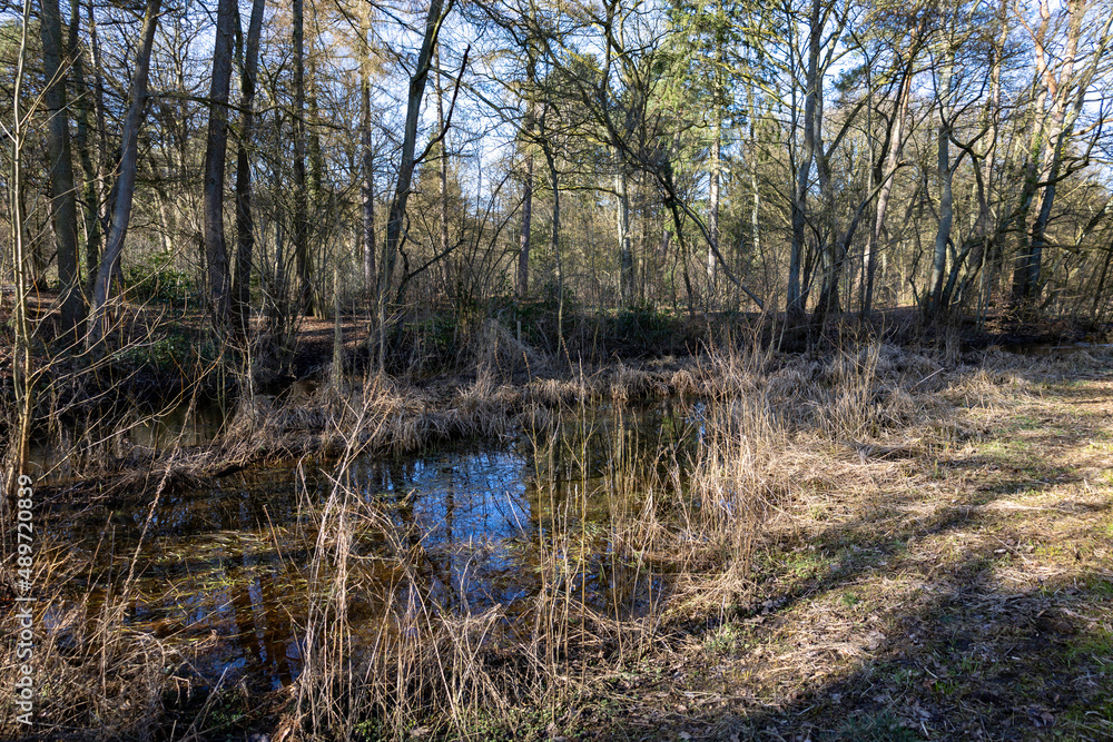 Fluß im Wald