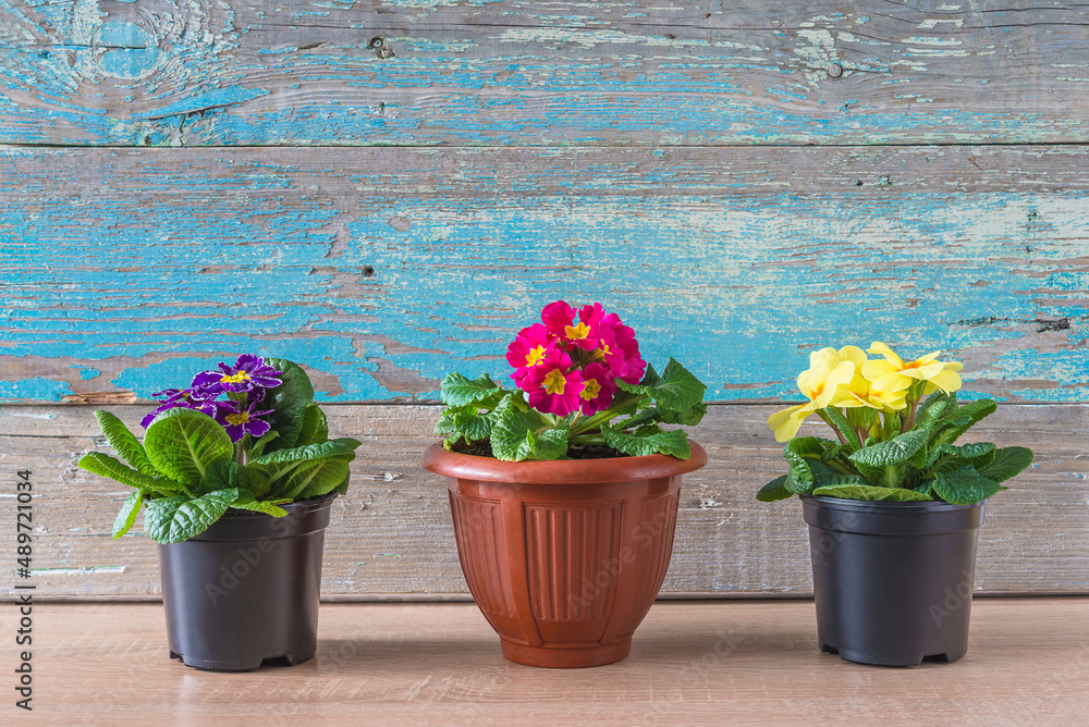 Spring gardening concept; Various multicolored primroses or primula in flowerpots on old blue paint wooden background, copy space